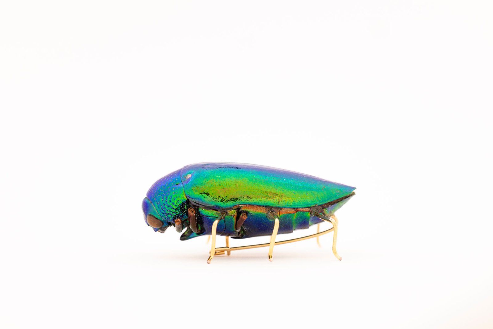Beetle Brooch Oana Savu Beetle Brooch - Image 4