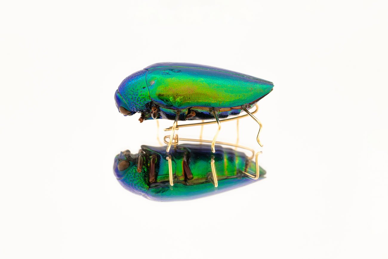 Beetle Brooch Oana Savu Beetle Brooch - Image 3