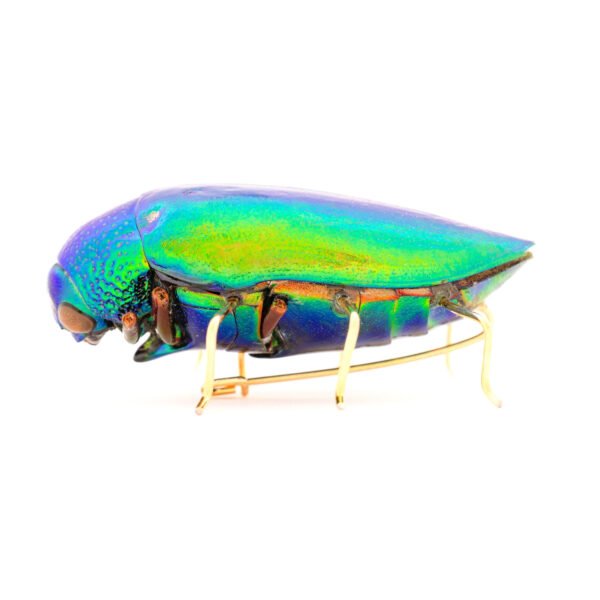 beetle brooch made out of real beetle insect, natural beetle insect tuned into jewelry, using