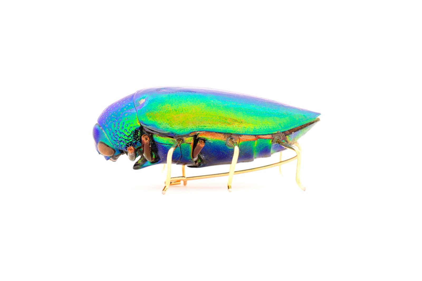 Beetle Brooch Oana Savu beetle brooch made out of real beetle insect, natural beetle insect tuned into jewelry, using