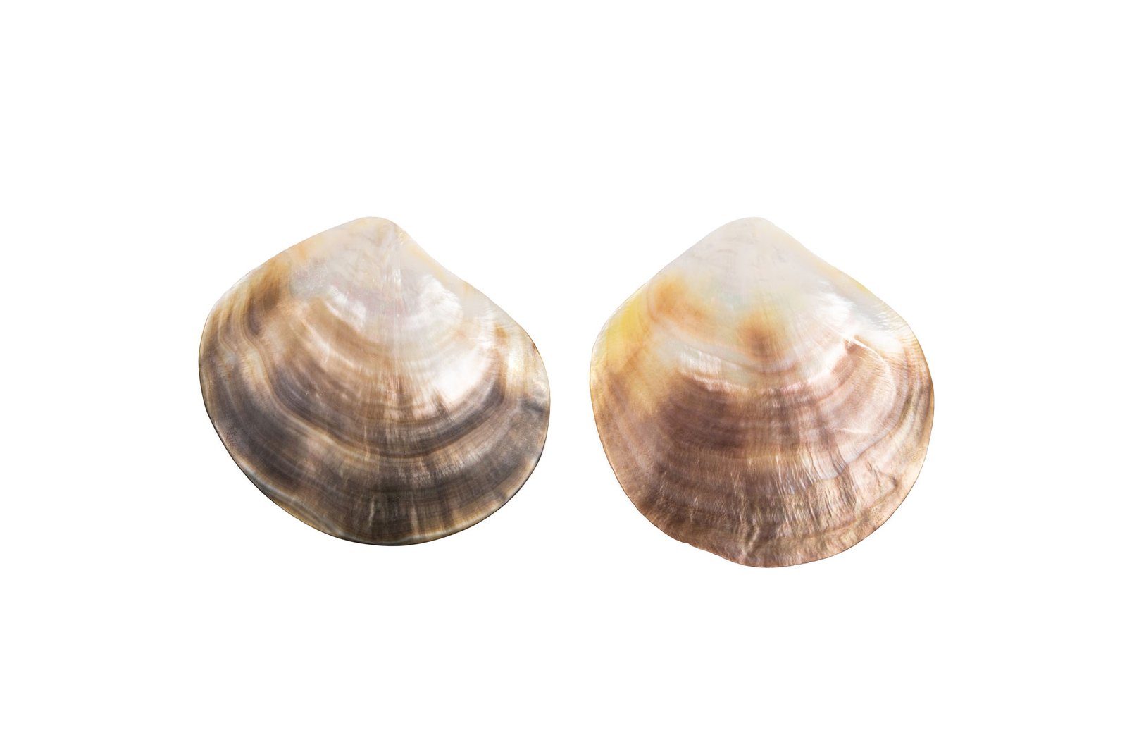 Shimmering Shells Earrings Oana Savu natural shells earrings with silver-plated ear clips