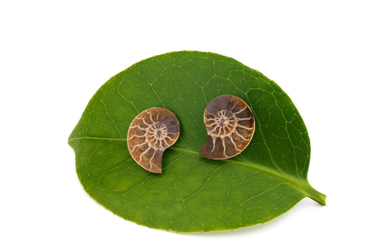 Tiny Ammonite Oana Savu Ammonite fossils are very light and easy to wear.