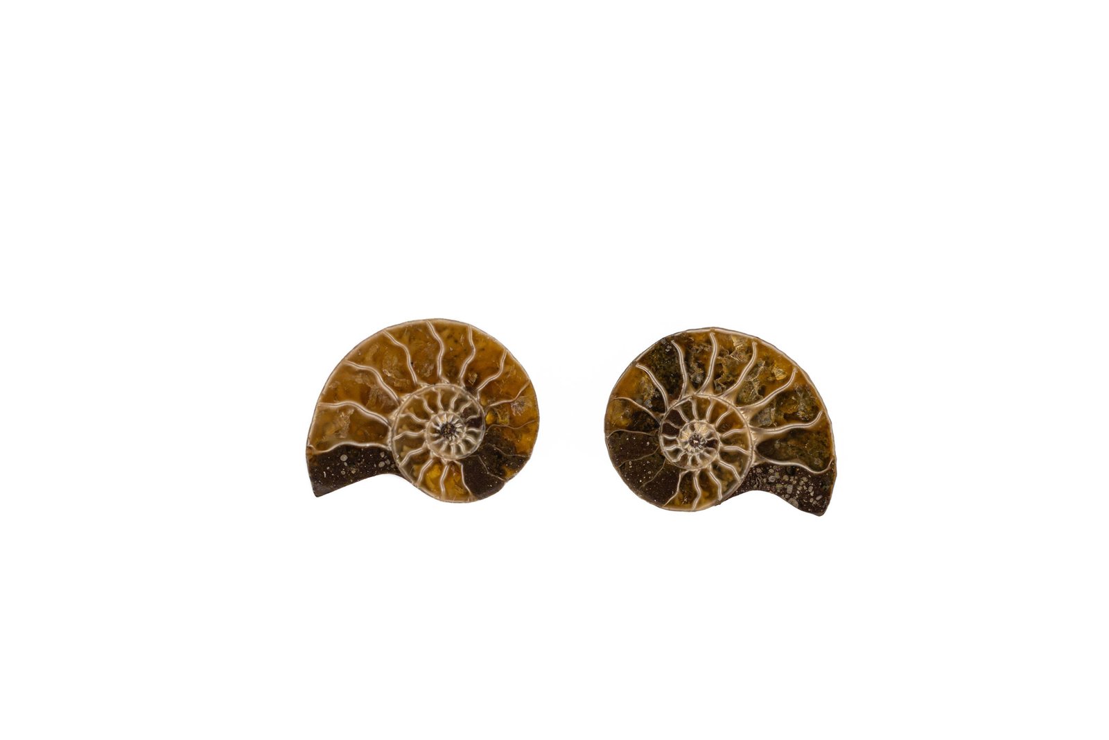 Tiny Ammonite Oana Savu Ammonite earrings. Handmade with gold ear studs and real ammonite fossils. Each pair is one of a kind!
