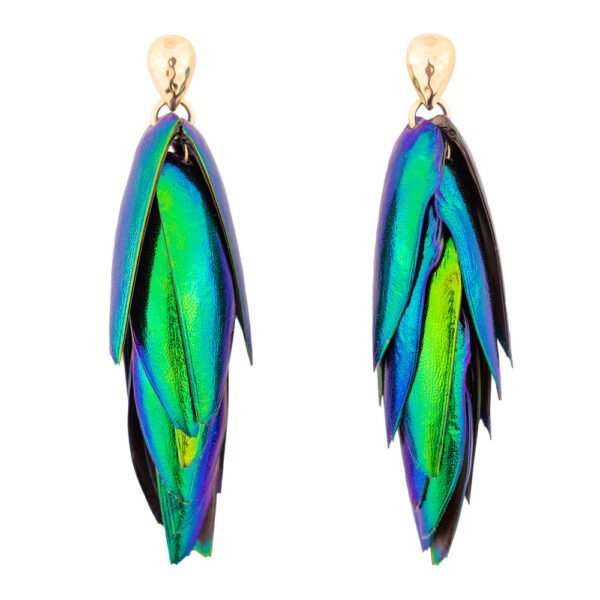 Luxury beetle wings with gold filled ear studs on a white background