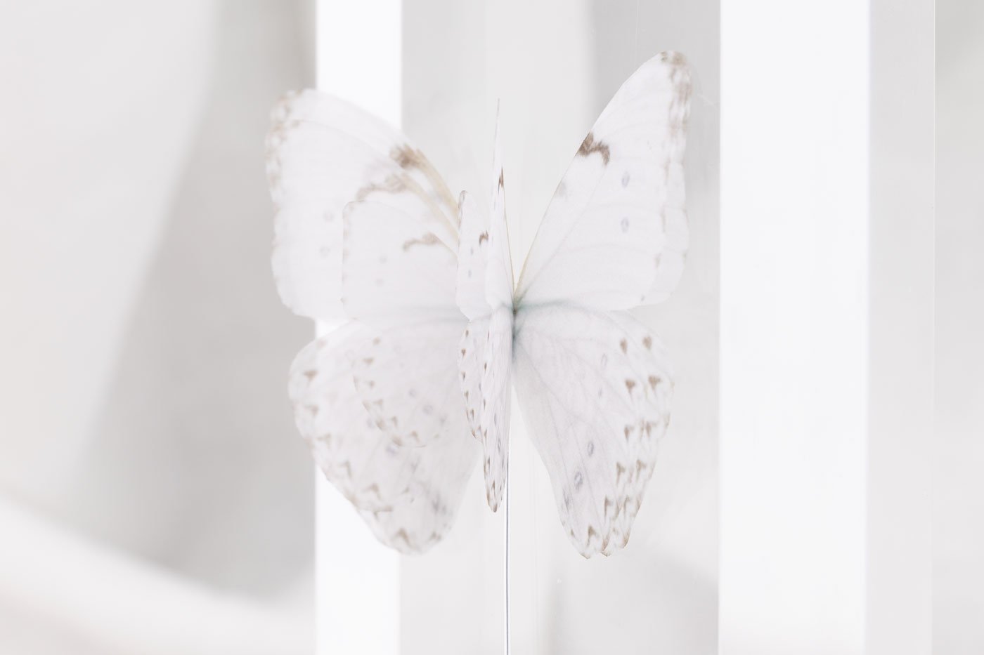 Butterfly Brooch - Off White Oana Savu Butterfly Brooch - Off White - Image 2